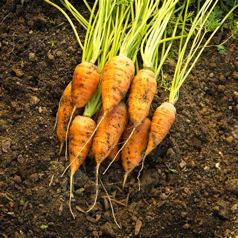 How and When to Harvest Carrots for the Biggest and Tastiest Crop