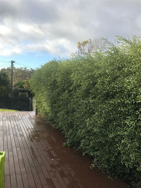 Modern Hedge - Modern Hedge added a new photo.