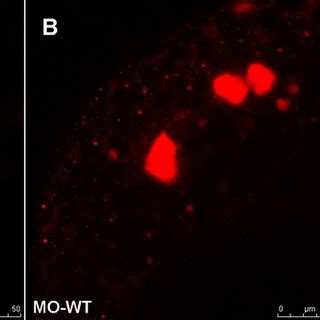 Zdia2 Function Is Required Cell Autonomously For The Cell Protrusions