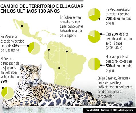 El Jaguar Especie Sombrilla Que Exige La Conservación De Grandes