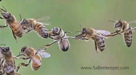 The anatomy of the honey bee – Artofit