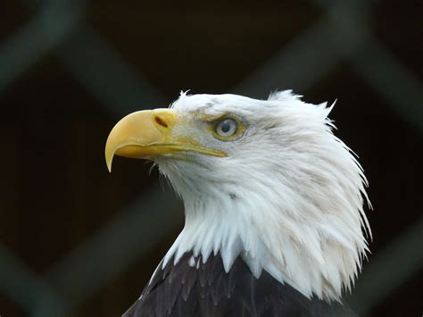 filebald eagle pjpg wikimedia commons
