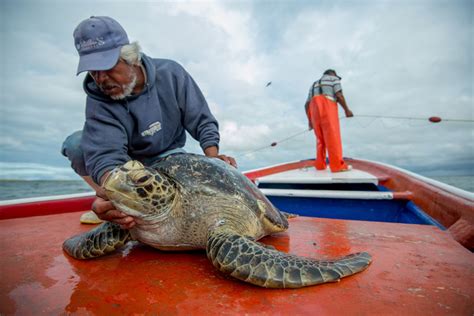 Turtle Watching Tips See Turtles