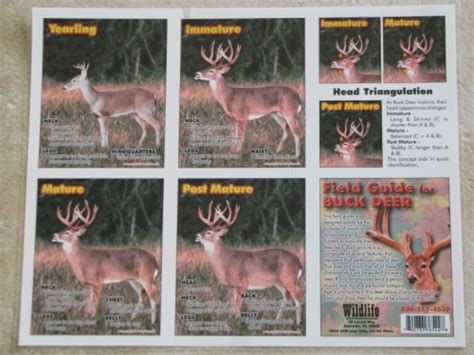 Whitetail Buck Age Chart Ccw Hunting Calls