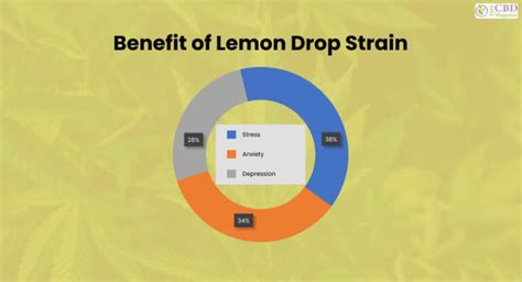 Lemon Drop Cannabis Strain Benefits Origin Potency In