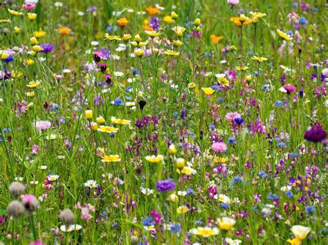 Wildflower Meadows Seeds For Bees For Hummingbirds For Monarch Butterflies Create Personal