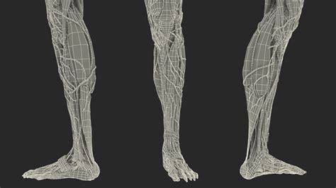 Female Anatomy Left Leg 3d Model 139 3ds Blend C4d Fbx Max Ma