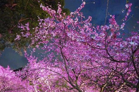 淡水天元宮夜櫻｜淡水天元宮櫻花｜越夜越美麗 免門票賞櫻景點 嘿部落