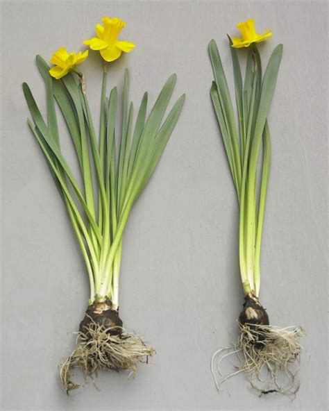 All About Daffodils Bulb Flowers Daffodil Bulbs Plants