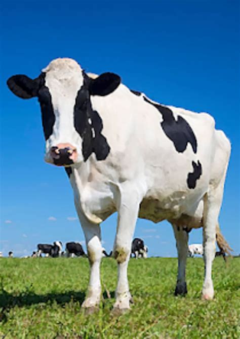 Cow Sounds for Android - Download