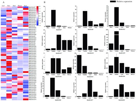 Expression Analysis Of The Magras Genes In Different Tissues A A