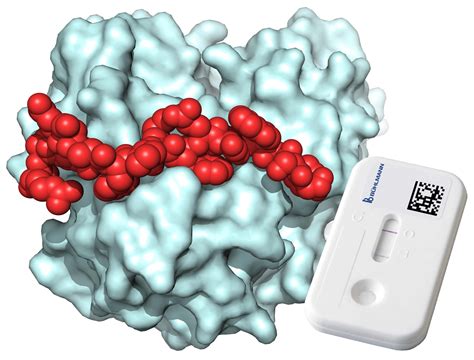 Synthetic Peptides A Game Changer For Inflammatory Disease Detection