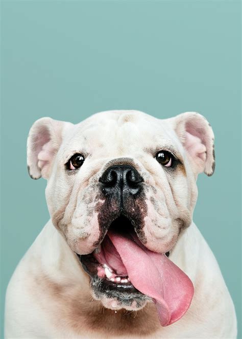 white english bulldog