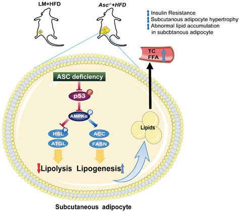 Ijms Free Full Text Asc Regulates Subcutaneous Adipose Tissue