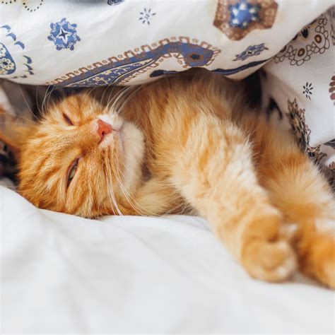 Why Do My Cats Keep Peeing On My Couch at Tanner Troy blog