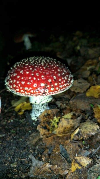 Premium Photo Close Up Of Fly Agaric Mushroom