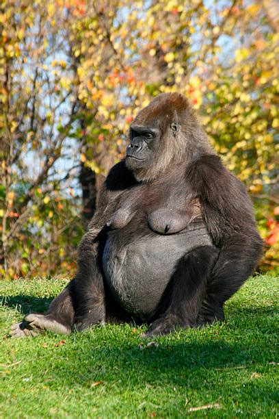 Gorilla Chest Stock Photos, Pictures & Royalty-Free Images - iStock