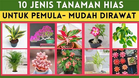 Rekomendasi 10 Jenis Tanaman Hias Untuk Pemula Tanaman Yang Mudah