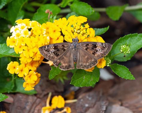 Horace S Duskywing From Parrish Manatee County FL USA On September 8