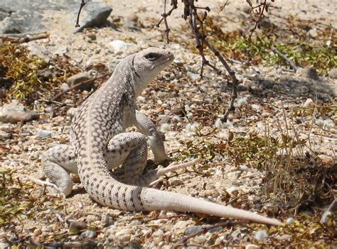 Desert Iguana Reptiles Of Arizona · Inaturalist