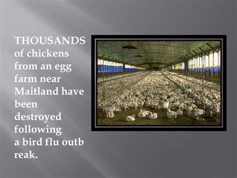 Ppt Bird Flu Powerpoint Presentation Free Download Id 2531073