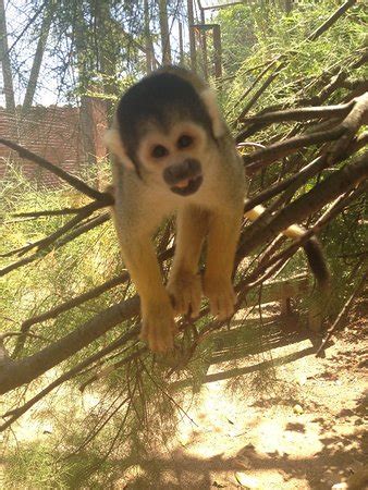 Monkey Town Primate Centre (Somerset West) - 2019 All You Need to Know BEFORE You Go (with ...