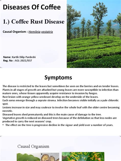 Coffee-Rust-Disease | PDF