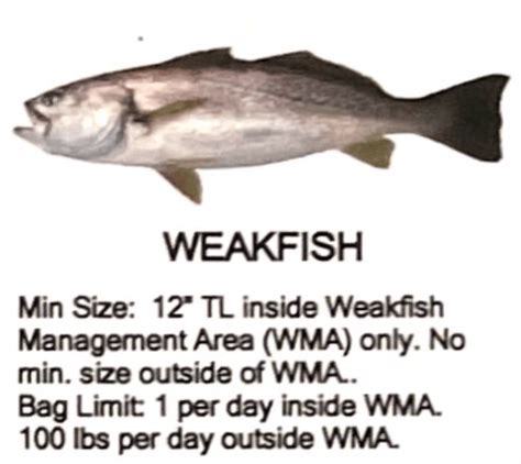 Weakfish - Stella Fishing Co.