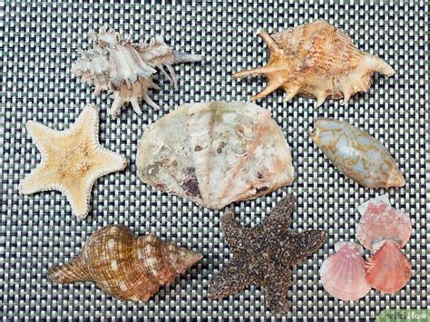 Como Limpar Conchinhas Do Mar - Cómo limpiar y pulir conchas de mar: 12 Pasos