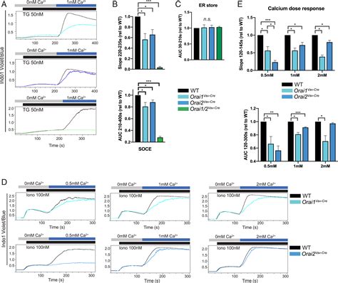 Orai And Orai Modulate Murine Neutrophil Calcium Signaling Cellular