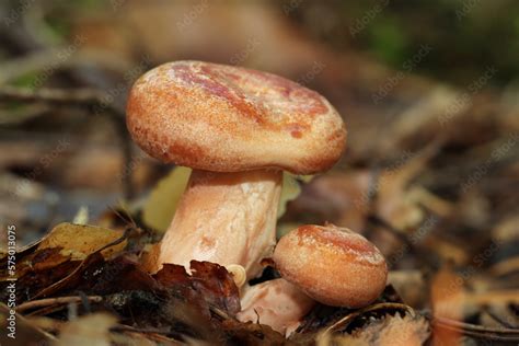 The Wild Edible Mushroom Lactarius Deliciosus Grows In The Forest