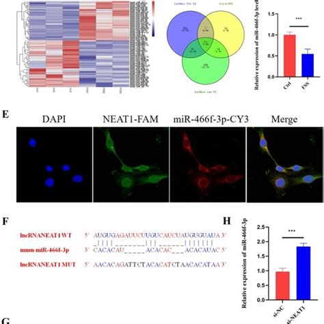 The Relationship Between Lncrna Neat And Mir F P A Representative