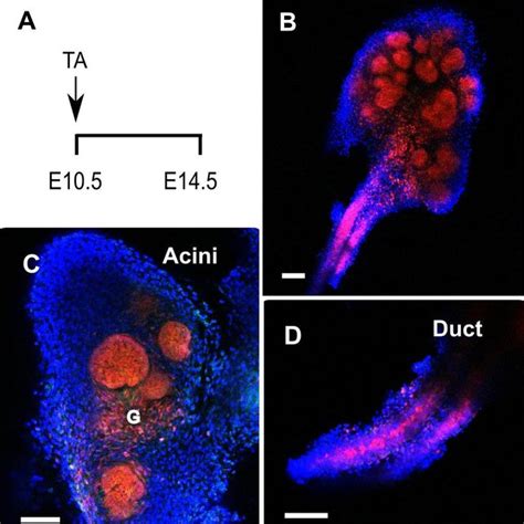 Sox9-positive cells are progenitors of the entire submandibular gland ... 