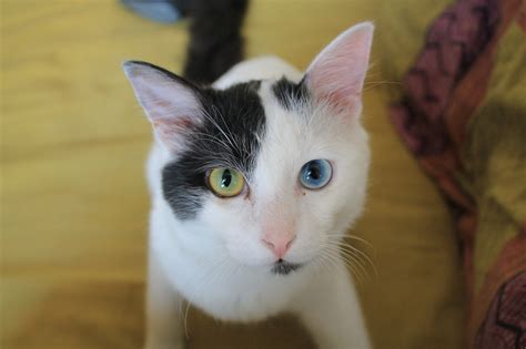 Heterochromia Eyes Cat