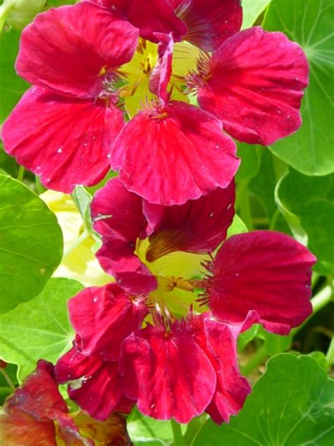 Grande Capucine Rose Tropaeolum Majus Cherry Rose Nasturtium