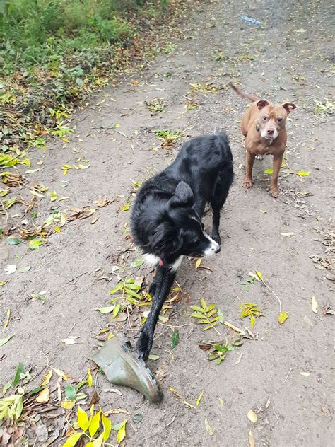 The Return of the Welly. Staring... - Dog Walking Fun-Times