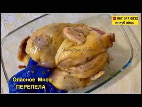 Самое настоящее мясо перепела//Как мариновать перепелов - YouTube