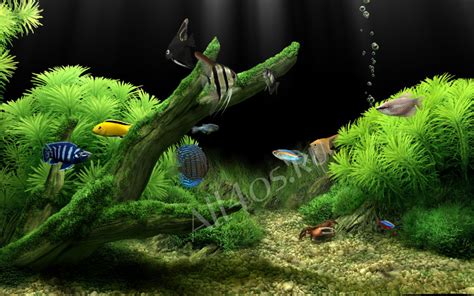 Dream Aquarium – заставка аквариум на компьютер » All4os.ru