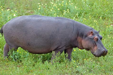 Interesting Facts to Know About Hippo - Animals Insight
