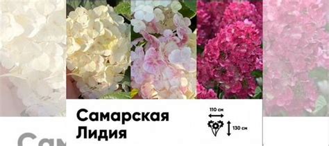 Гортензия метельчатая черенки купить в Донецке | Товары для дома и дачи ...