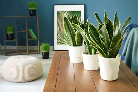 Braided Snake Plant Growing And Care Guide Plantglossary