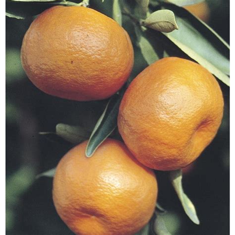 Citrus Reticulata Tree (L6103) at Lowes.com