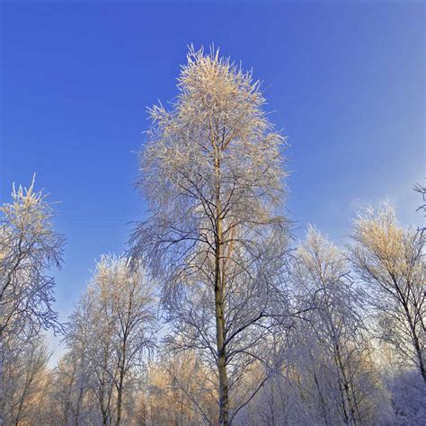 Birch Tree In Winter - Asking List