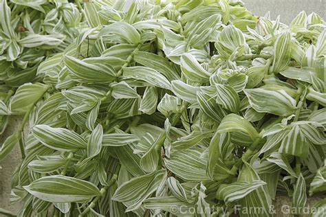 Tradescantia Albiflora Albovittata Photo At Pictures Of Plants Stock