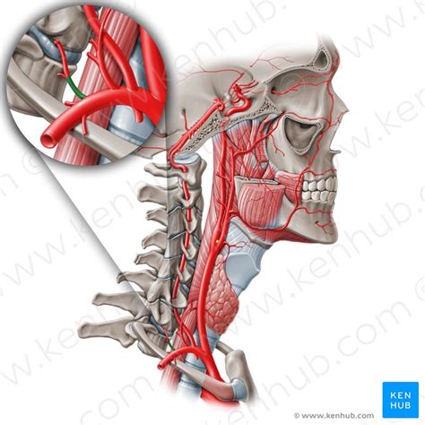 Subclavian Artery Anatomy Branches And Mnemonic Kenhub