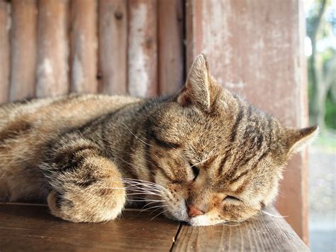 猫が自分の『死期』を感じた時にする行動4つ 猫は「死」を理解しているの？ ねこちゃんホンポ