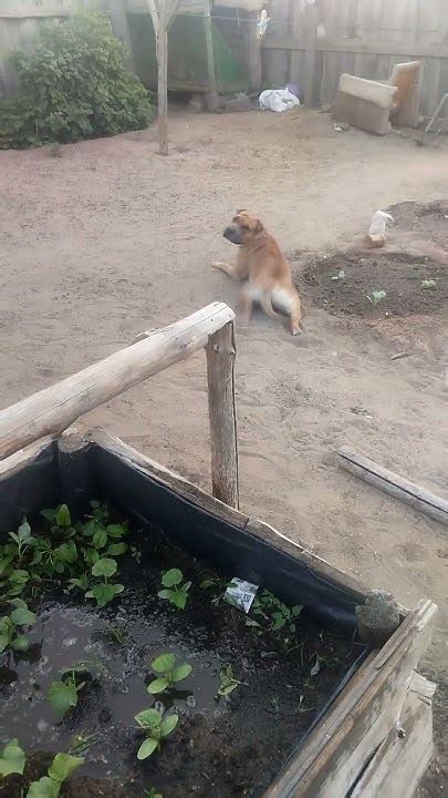 Помощник в огороде - YouTube