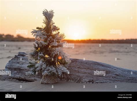 Christmas Tree On The Beach Stock Photo Alamy