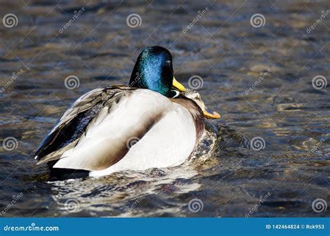 Pair Of Mallard Ducks Mating On The Water Stock Photo Image Of North