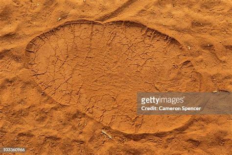 Elephant Footprint Photos and Premium High Res Pictures - Getty Images